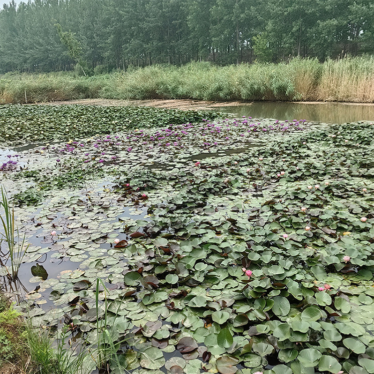 Base Straight Hair Water Lily Root Block Hydroponic Bowl Water Lily Root Seedlings Large Water Lily Root with Buds Shipped for Work