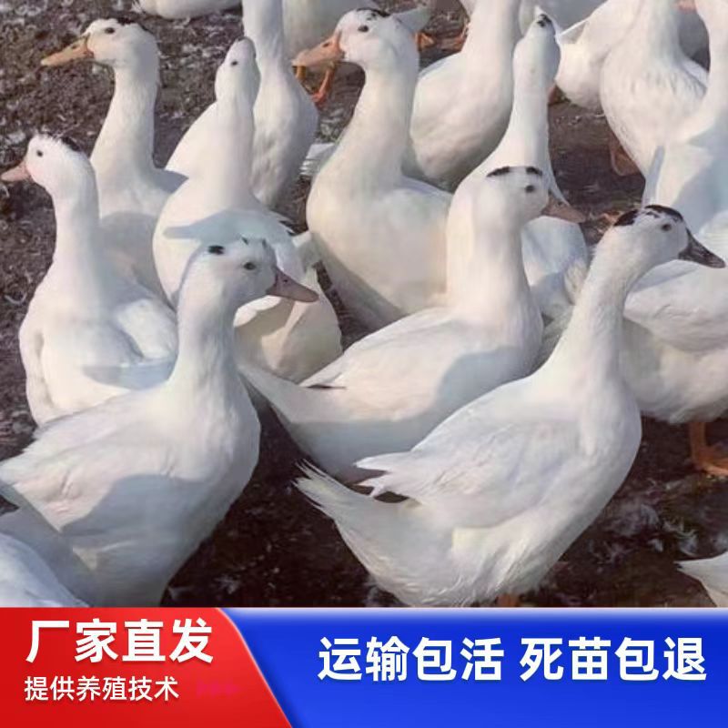 На продажу утята мясного утенка M18, немного черно-белые перья, оптовая продажа утят