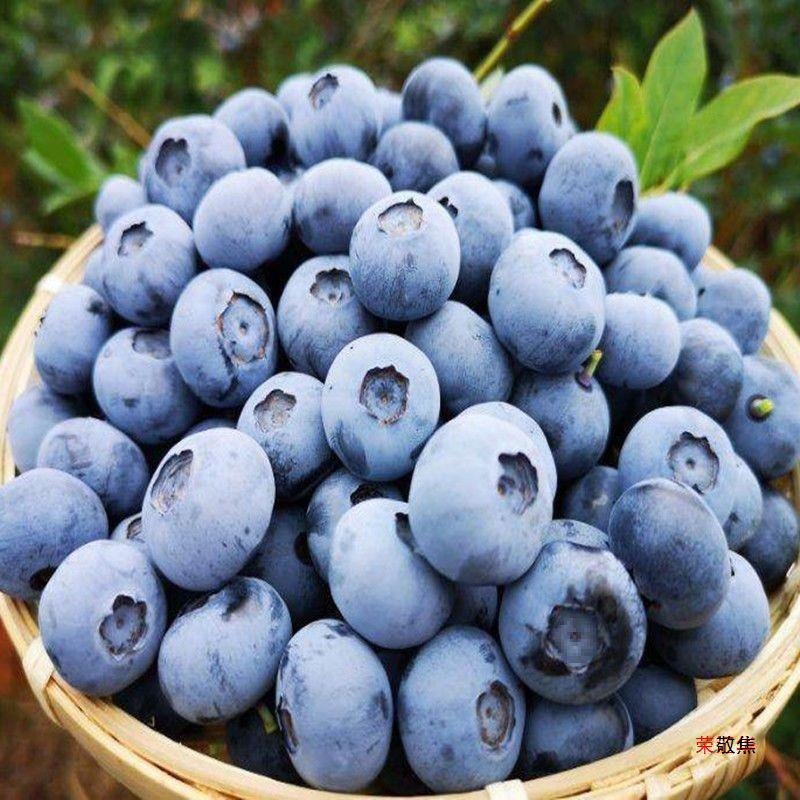 Freshly Picked Blueberries from the Place of Origin, Fresh Blueberries, Freshly Picked Seasonal Fresh Blueberries, Baby Food Supplement Fruits, Drop Shipping