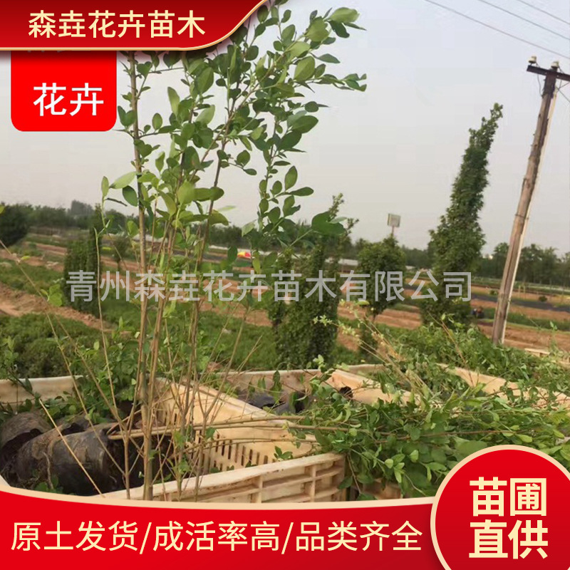 Саженцы мелколистного Ligustrum вечнозеленые в любое время года. Проект озеленения с мелколистным Ligustrum для защиты склонов. Горшечные растения золотистого Ligustrum.