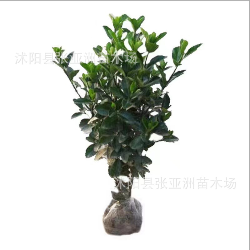 Wholesale spear Jiaodong spear seedling evergreen project green seedlings specifications complete large quantity discount