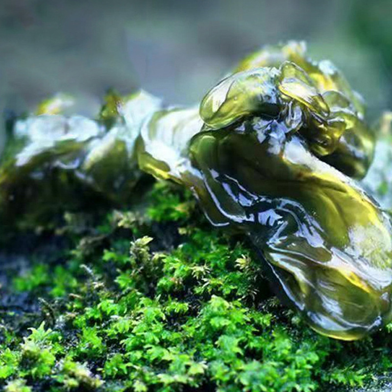 Wild Lichen Vegetables, Dried Goods, Xiaomenda Fresh Lichen Vegetables, Non-Washable Gansu Specialty Lichen Vegetables, Soft Vegetables