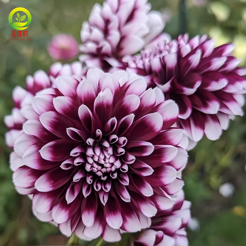 Dahlia Seed Bulbs, Imperial Dahlia Flower Seedlings, Cream Peach Dahlia Garden Giant Dahlia Bulbs Potted Plants