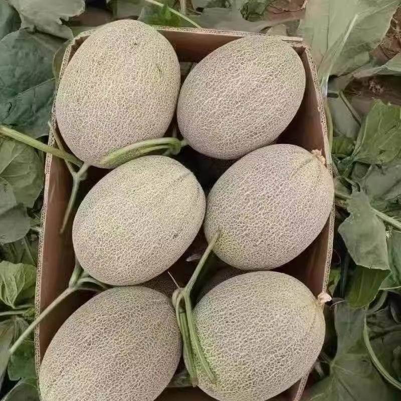 Authentic Xinjiang Hami Melon, Western Melon, Turpan Net Melon, Fresh Fruit, Seasonal Whole Box