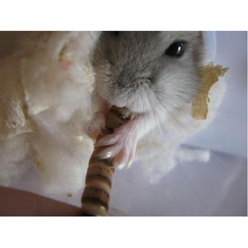 Manufacturer Supplies Dried Barley Insects, Wholesale Pet Protein Food, Non-Fried Pet Feed, Dried Barley Insects