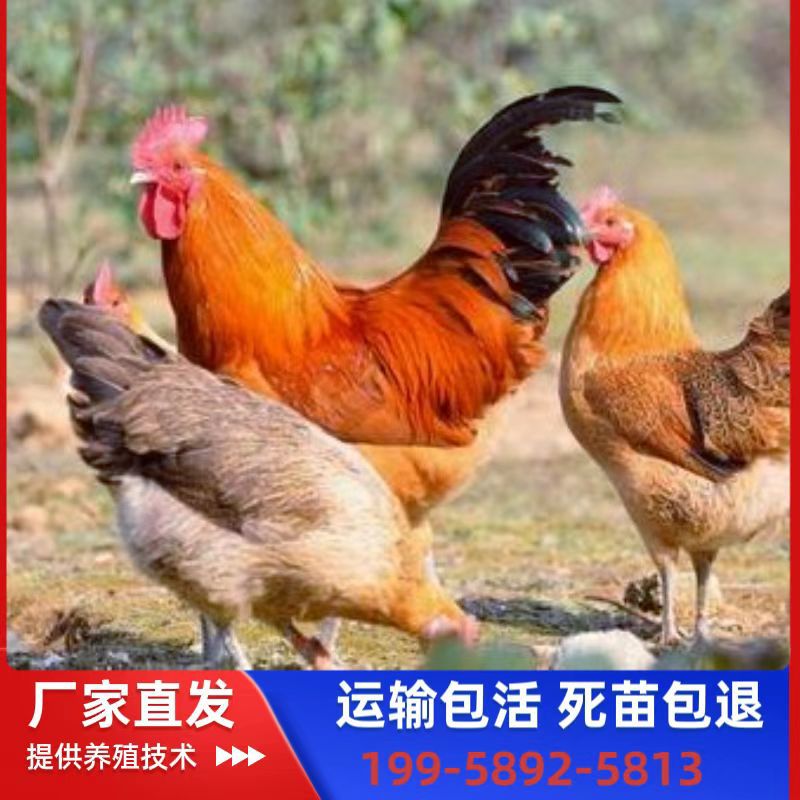 Крупные бройлерные курицы с зелеными ногами, инкубация, красная корона, красные волосы, большие петухи, быстрорастущие, мелкие живые цыплята