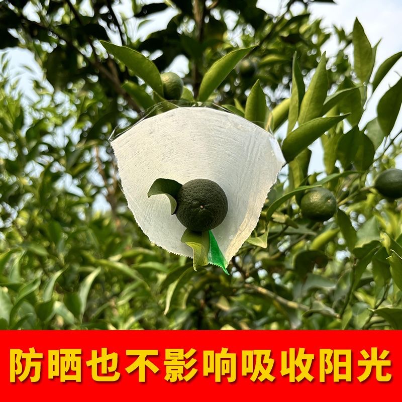 Citrus Sun Protection Stickers, Sun Fruit Stickers, Fruit Sun Protection Paper, Citrus Sun Protection Stickers, Fruit Rain Protection and Sunshade