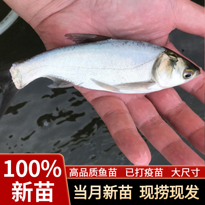 White Silver Carp Fry Jumping Silver Carp and Bighead Carp Water Silver Carp White Lotus Fish Ornamental Fish Fry Live Small Fry Freshwater Edible Cultured Cold Water