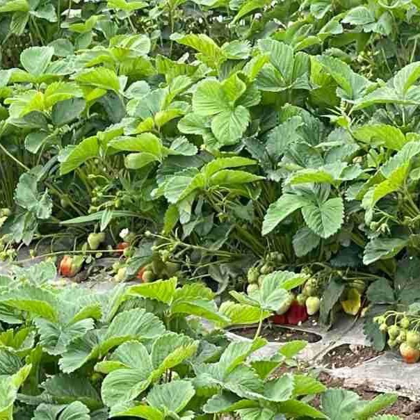 1kg quick-frozen strawberry diced commercial fruit diced frozen strawberry fruit tea ingredients milk tea ingredients