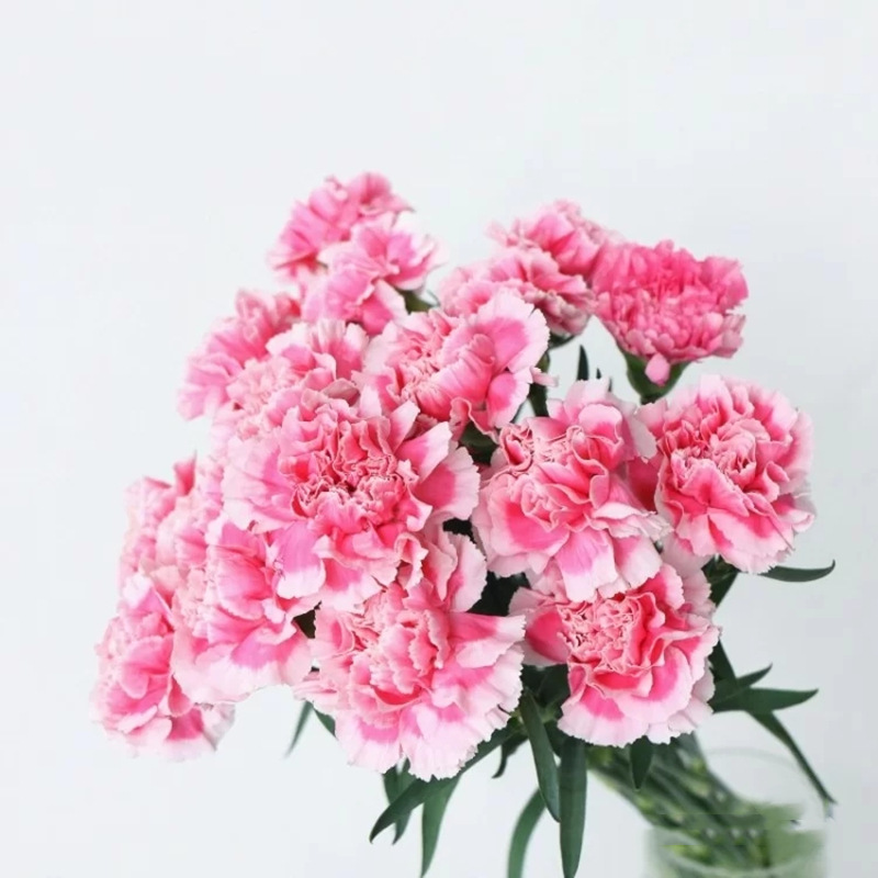 Carnation Flower Wholesale Yunnan Flower Base Direct Batch Mother's Day Flower Stall Flower Stall Community Group Purchase
