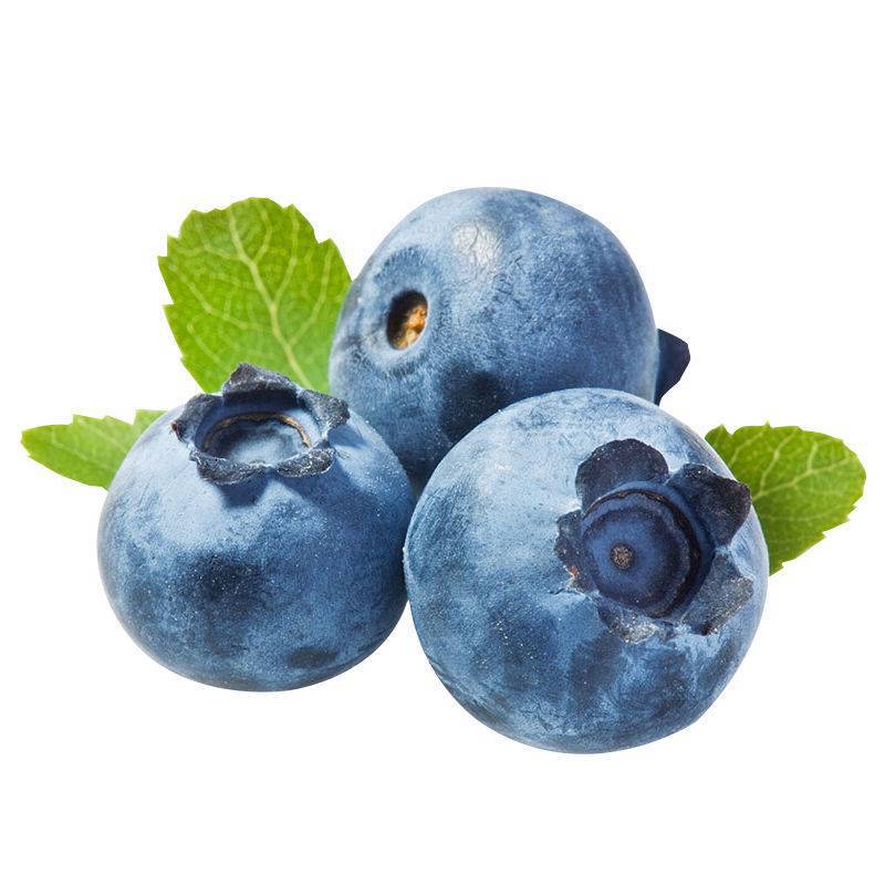 Dropshipping Blueberry Seedlings for Planting in the South and North, Suitable for Home Potted or Ground Planting, Large Seedlings for Balcony