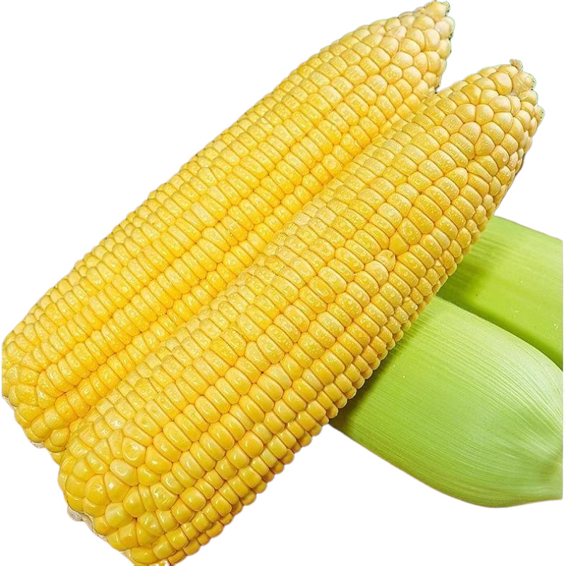 Свежая сладкая кукуруза из Юньнани, початки, 10кг, замена еды для студентов