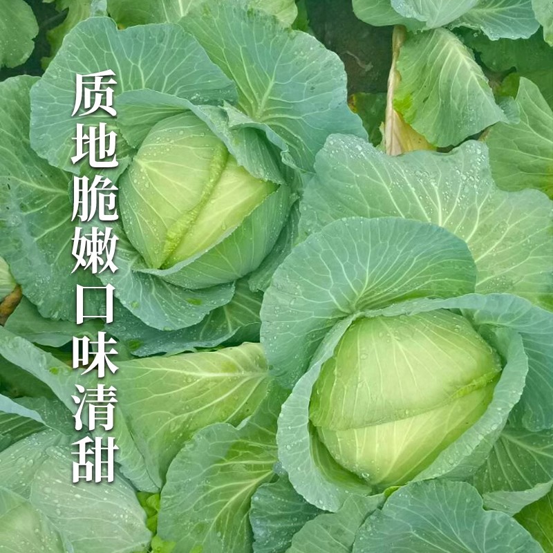 Jingfeng No. 1 Cabbage Seeds for Spring and Autumn Planting