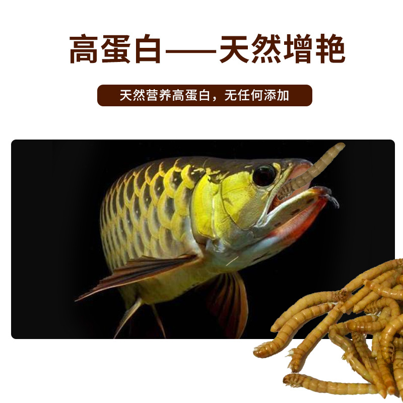 Tropical fish food preservation bread worm turtle rohan fish ornamental fish general thunder dragon nutrition barley worm factory wholesale