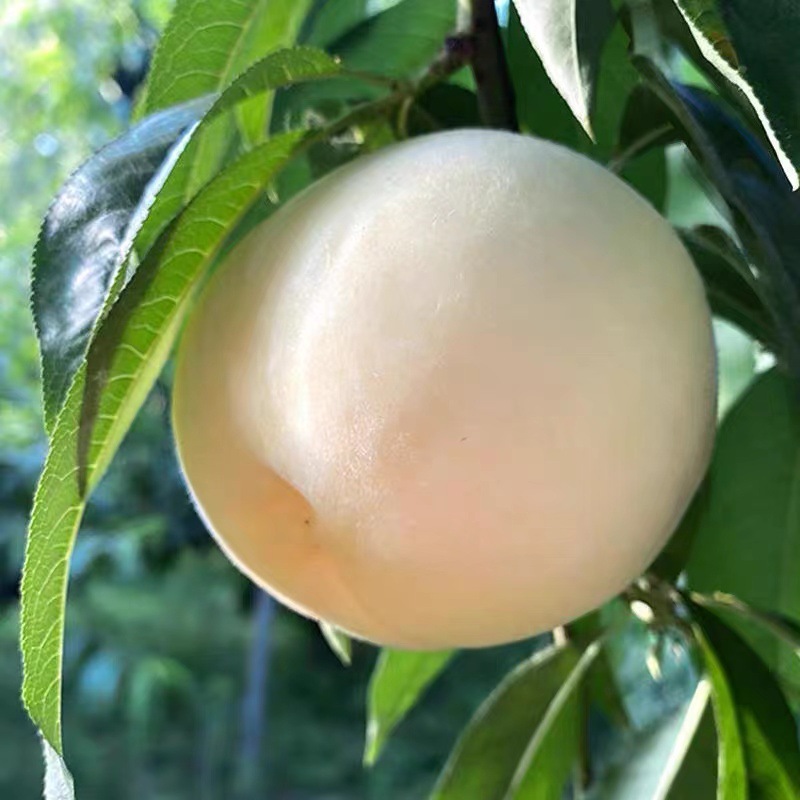 Shandong White Jade Large White Peach, Direct Delivery from the Place of Origin, Creamy White Peach, Free Shipping, Seasonal Fruit White Peach, Drop Shipping