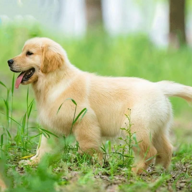 Wholesale Purebred Golden Retriever Puppies Live Golden Retriever Puppies Pet Dogs Golden Retriever Medium-Sized Dogs Guard Dogs Working Dogs