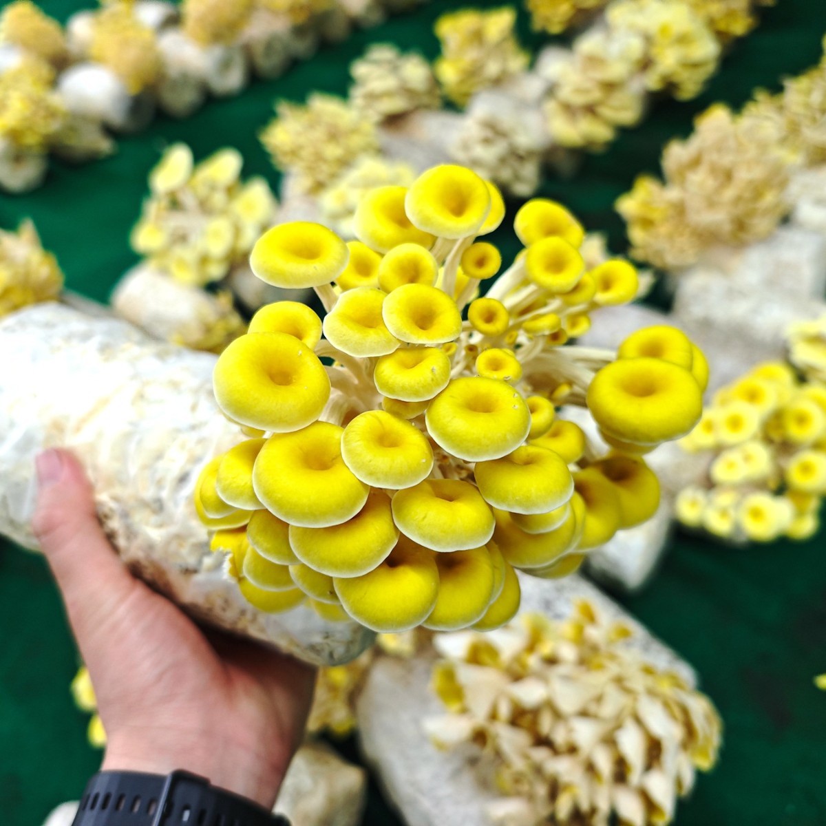 Elm Yellow Mushroom Golden Mushroom Strain Chanterelle Oyster Mushroom Mushroom Package Phoenix Tail Mushroom Mushroom Package Mushroom Package Factory Direct Sales