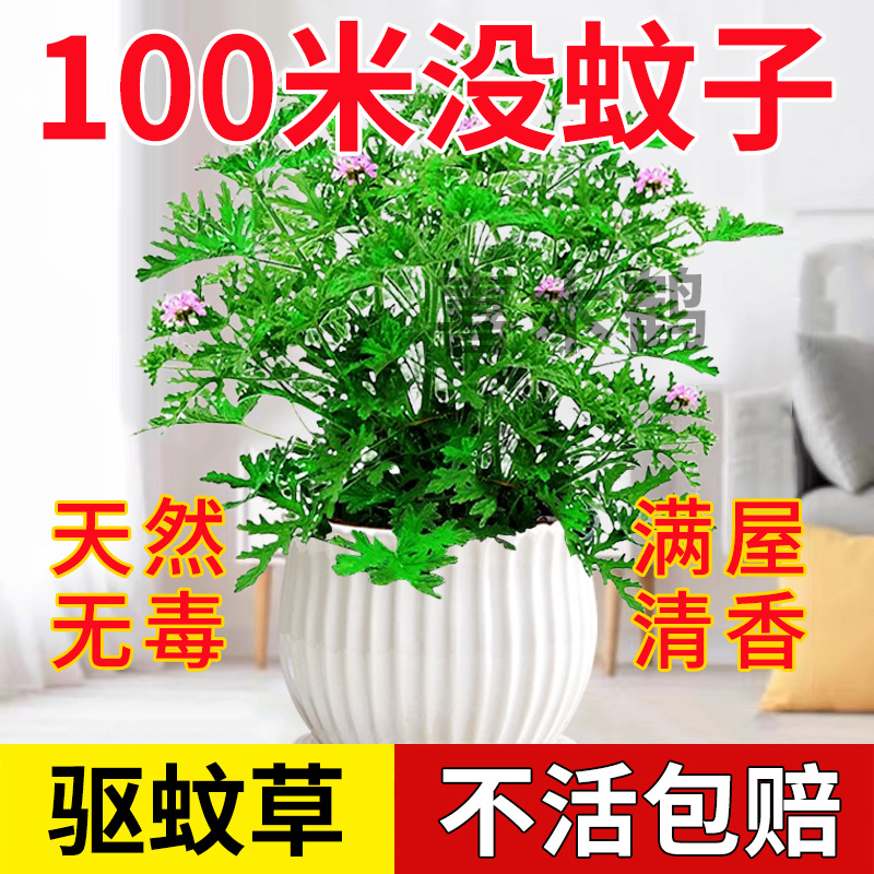 Растения в горшках для отпугивания комаров, зеленые растения для улицы и дома, семена, цветы герани