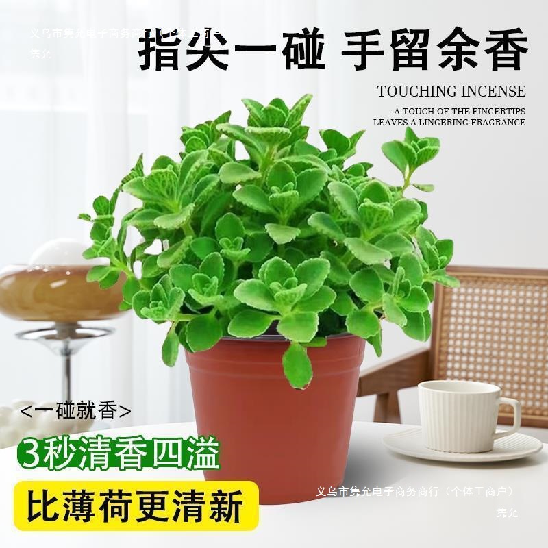 Bonsai Fragrant Edible Pot with Green Plants for Mosquito Repellent and Refreshing Mint Seedlings, Succulent Plants, Flowers, and Air Fragrance