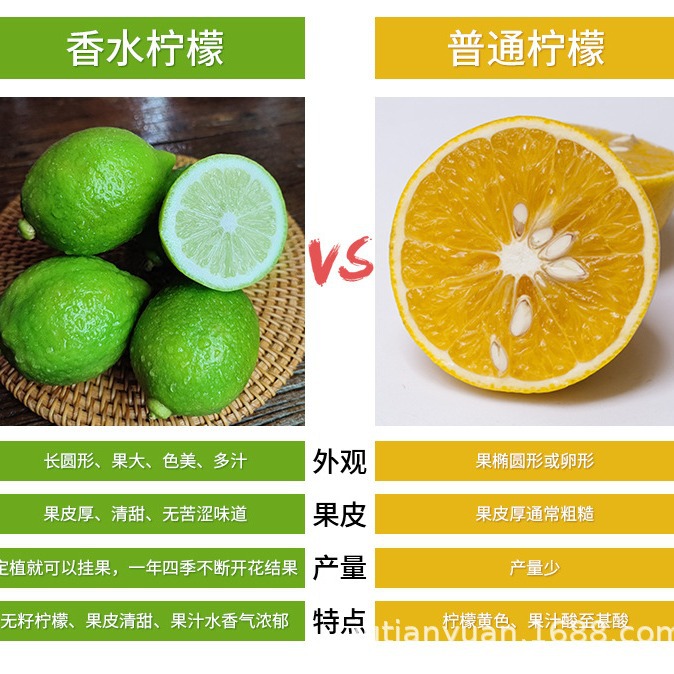 Guangdong Perfume Lemon Freshly Picked Lemon Milk Tea Shop Special First-Class Green Lemon Seasonal Wholesale Free Shipping Whole Box