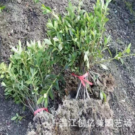 Spring Cuckoo, Summer Cuckoo, Western Cuckoo, Base Direct Supply of Ground Cover Plants, Various Plant Greening