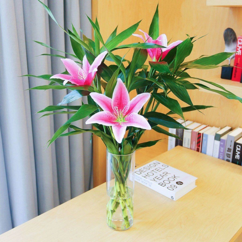 Lucky Bamboo Hydroponic Plant Fine Bamboo with Nutrient Solution Potted Office Green Plant Indoor Air Purification Free Shipping