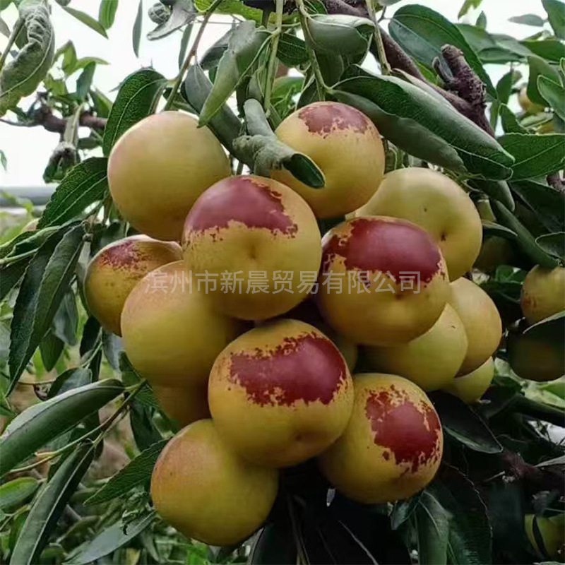 Shandong Zhanhua Second Generation Winter Dates Fresh Seasonal Crispy Dates for Pregnant Women Fruit Whole Box 2.5kg Free Shipping Crispy Sweet Juicy