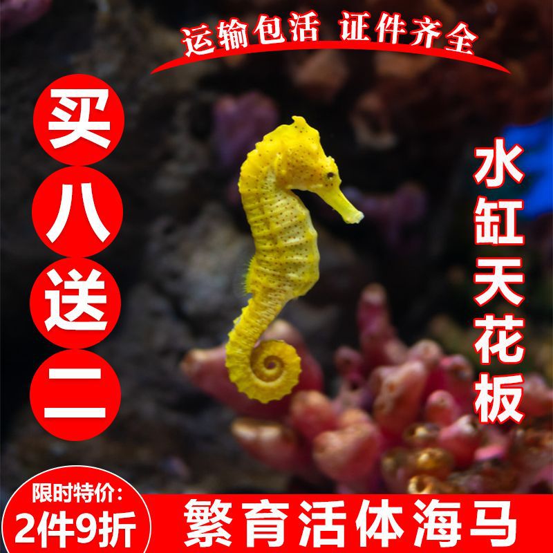 Easy to Raise Live Fish and Sea Horses, Colorful Ornamental Baby Sea Horses, Live Breeding of Sea Horse Seedlings