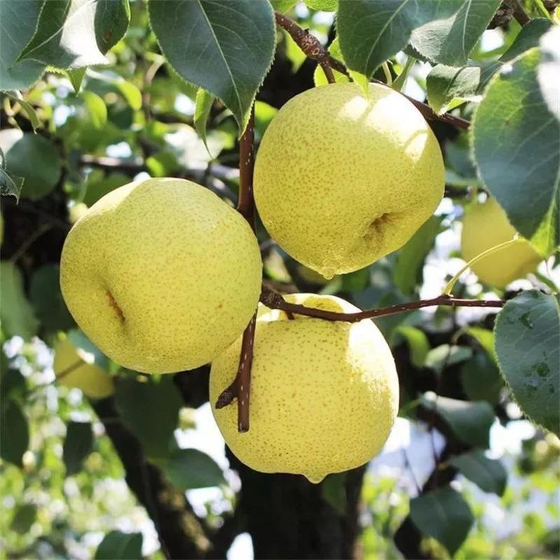 Dangshan Su Pear Seasonal Fresh Pear Fruit Fresh Green and Yellow Pear Whole Box Bag Su Pear Drop Shipping