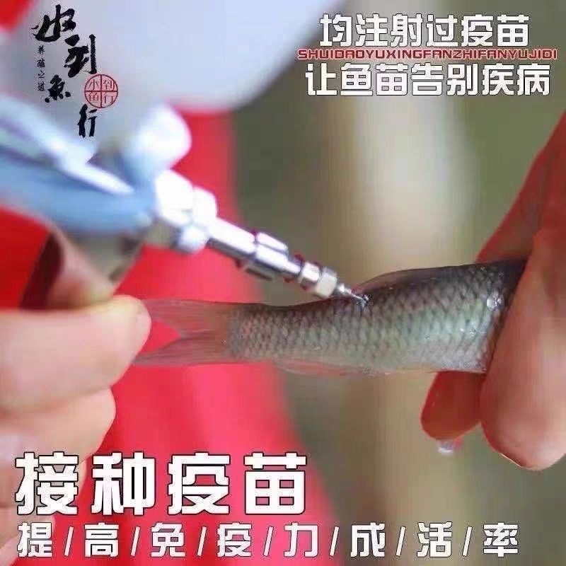 Large-Sized Grass Carp Fry, White Grass Carp Fry, Small Grass Carp Fry, Live Fish, Freshwater, Easy to Raise, Grass Carp Fry, Fresh and Fresh