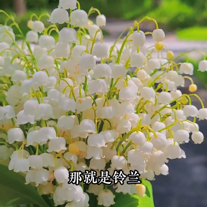 Lily of the Valley Seedlings with Buds Bloom Continuously in All Seasons. Lily of the Valley Bulbs Have Strong Fragrance and Are Perennial Balcony Flower Pots