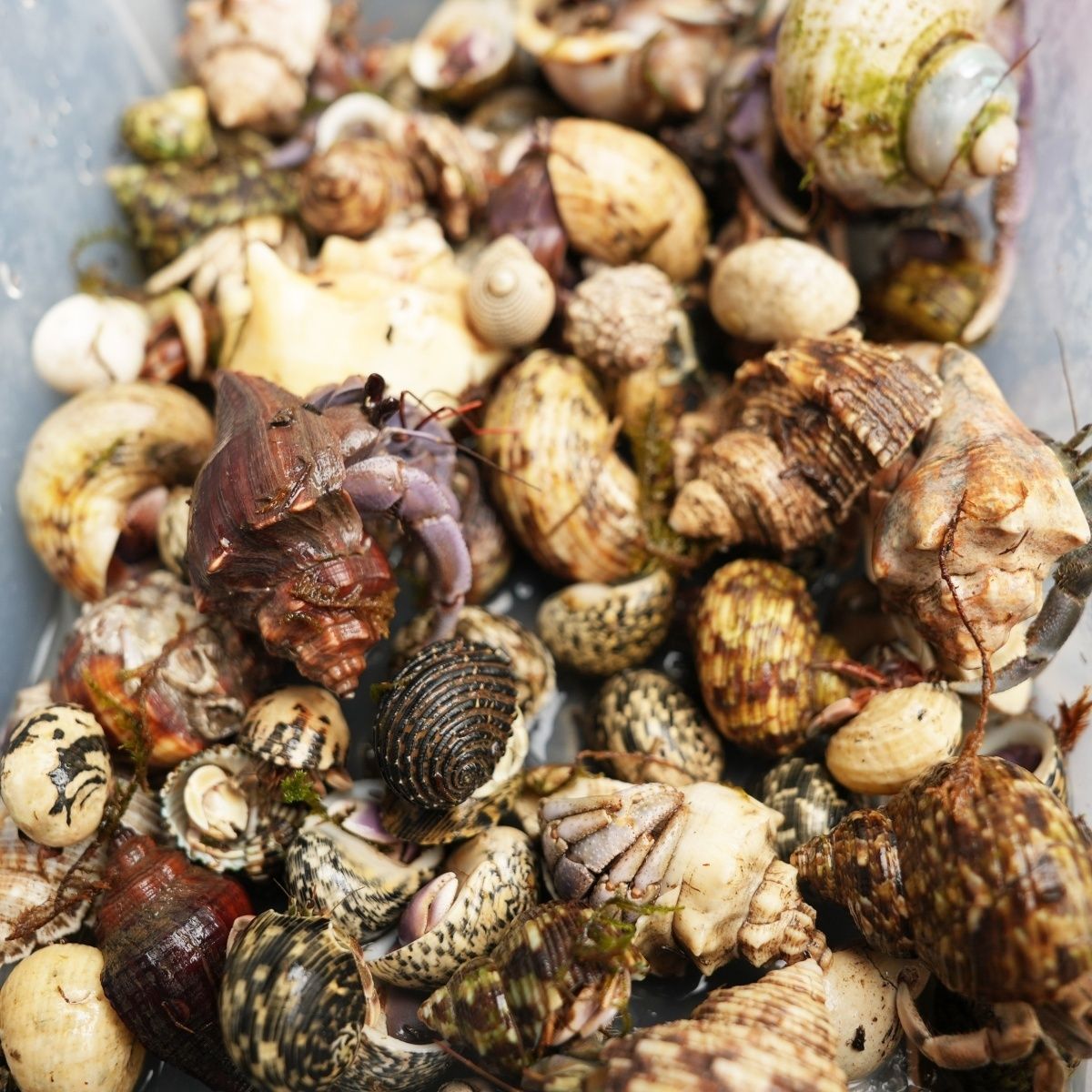 Hermit crab live wholesale gray short wrist blackberry strawberry stall wholesale terrestrial hermit crab wholesale stall
