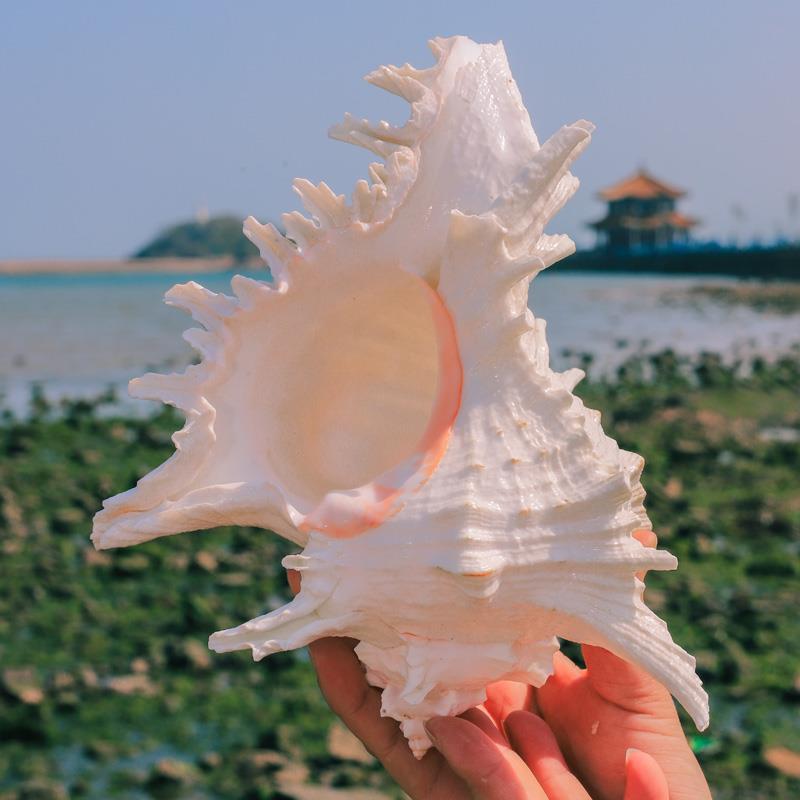 Thousand-Hand Conch, Chrysanthemum Conch, Seashell Aquarium Decoration, Aquarium Landscaping Ornament, Ornamental Pet