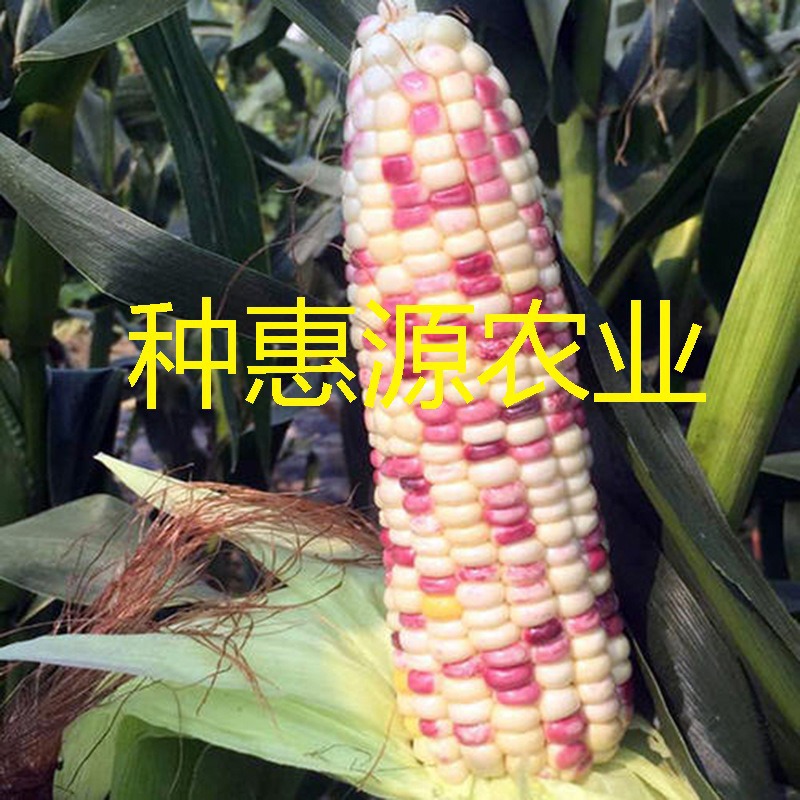 Nationally Approved Caitian Nuo No. 6 Corn Seeds Caitian Nuo Colorful Corn Seeds Wholesale High-Yielding Hybrid Spring and All Year Round Seeds