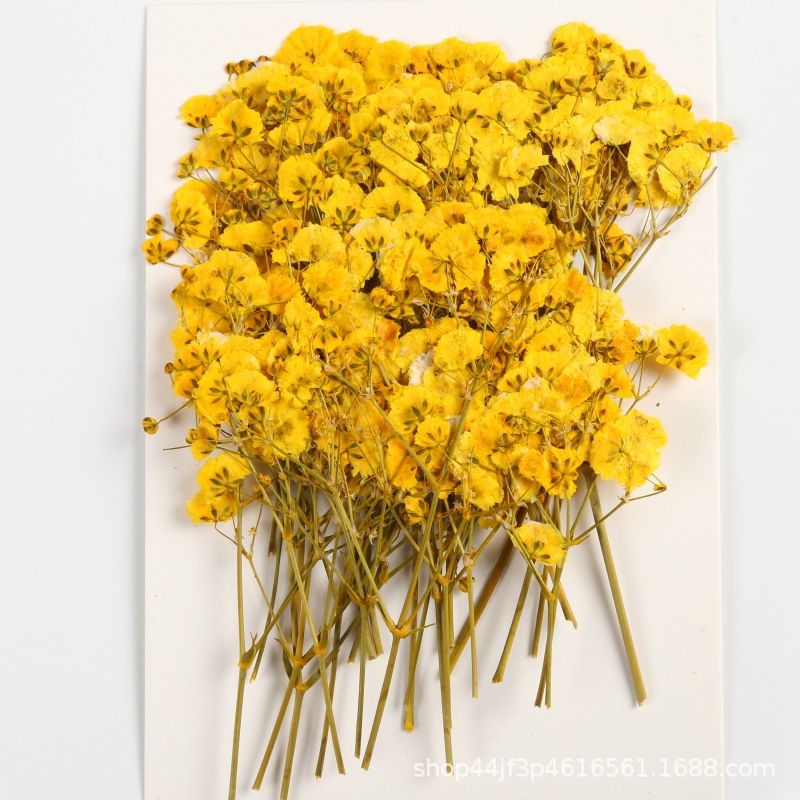 Gypsophila Gypsophila Dried Flower Embossed Flower Plant Specimen diy Gum Drops Handmade Material Children's Handmade Bookmark Greeting Card