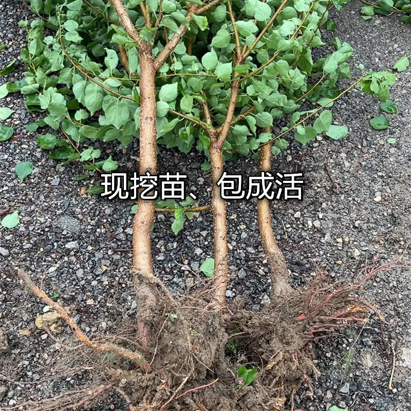 One-Piece Drop-Shipping Golden Apricot Saplings for Planting in the North and South, Four-Season Planting, Extra-Large Fruit Potted Grafted Sweet Apricot Saplings