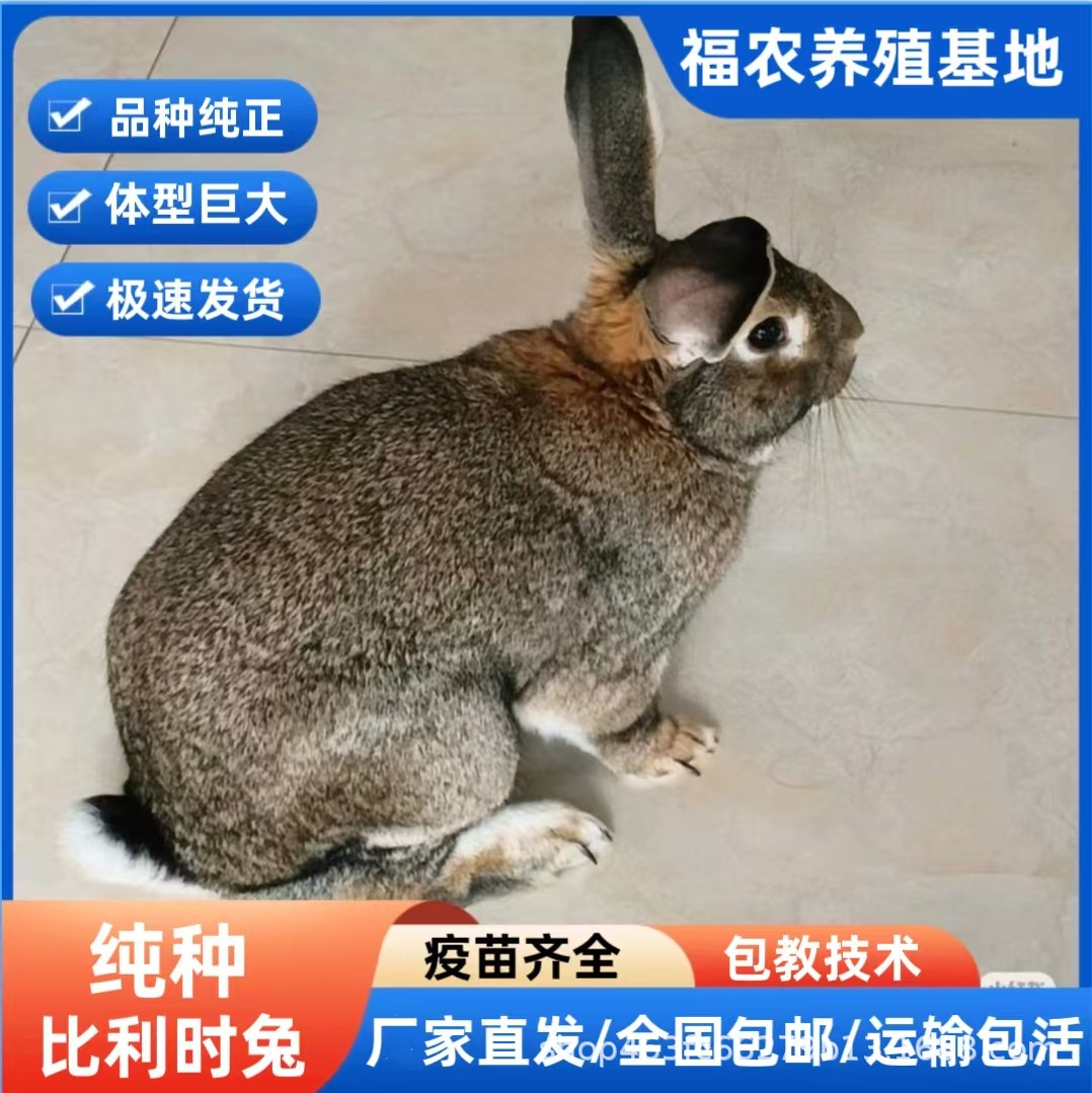 Purebred Belgian Rabbits, High-Quality Breeding Rabbits, Live Gray Belgian Meat Rabbits, Adult Rabbits, Direct from the Manufacturer, Guaranteed Quality