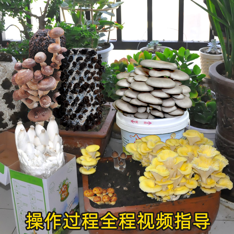 Mushroom planting bag strain bag domestic mushroom mushroom mushroom edible black mushroom bag family mushroom stick potted Ganoderma lucidum