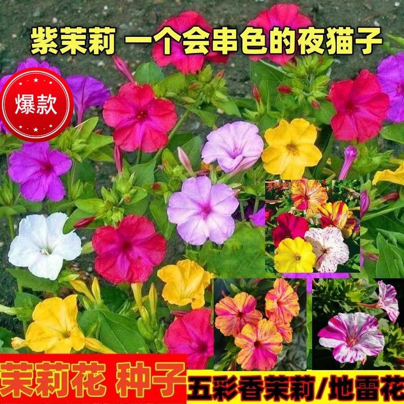 Семена белого жасмина, семена фиолетового жасмина, цветущие растения для двора и балкона на все сезоны, яркие цветные семена