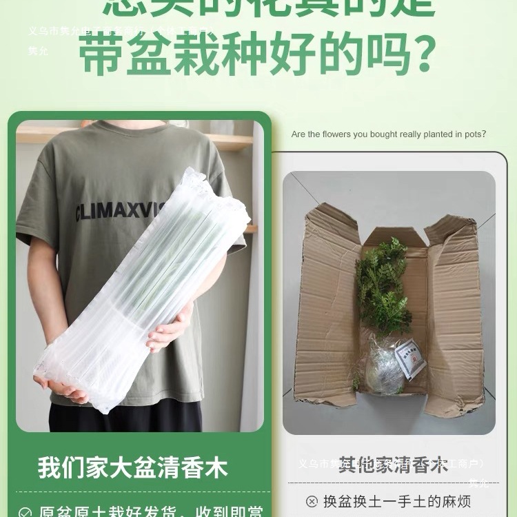 Fragrant Pepper Wood Potted Green Plants, Mosquito Repellent Grass, Flower Plants, Indoor Saplings, Nine-Mile Fragrant Old Stump Bonsai