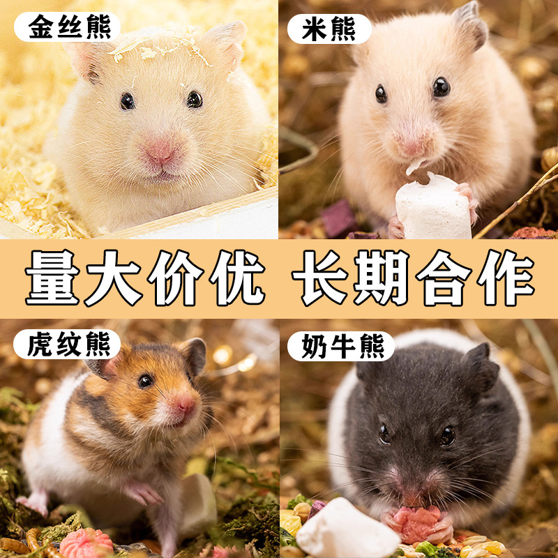 Free Shipping: Small Hamster, Silver Fox Pudding, Three-Threaded Golden Bear Pet, One Hamster Baby, One Baby, One Live Couple