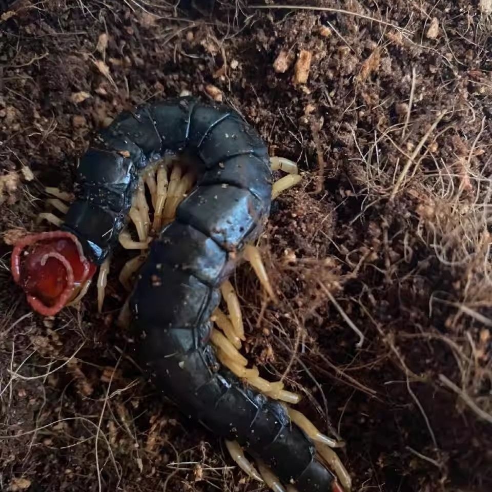 Scorpions, Centipedes, Earth Elements, Fresh Insects, Tiger-Headed Bees, Cockroaches, Dung Beetles, Grubs, Black Ants