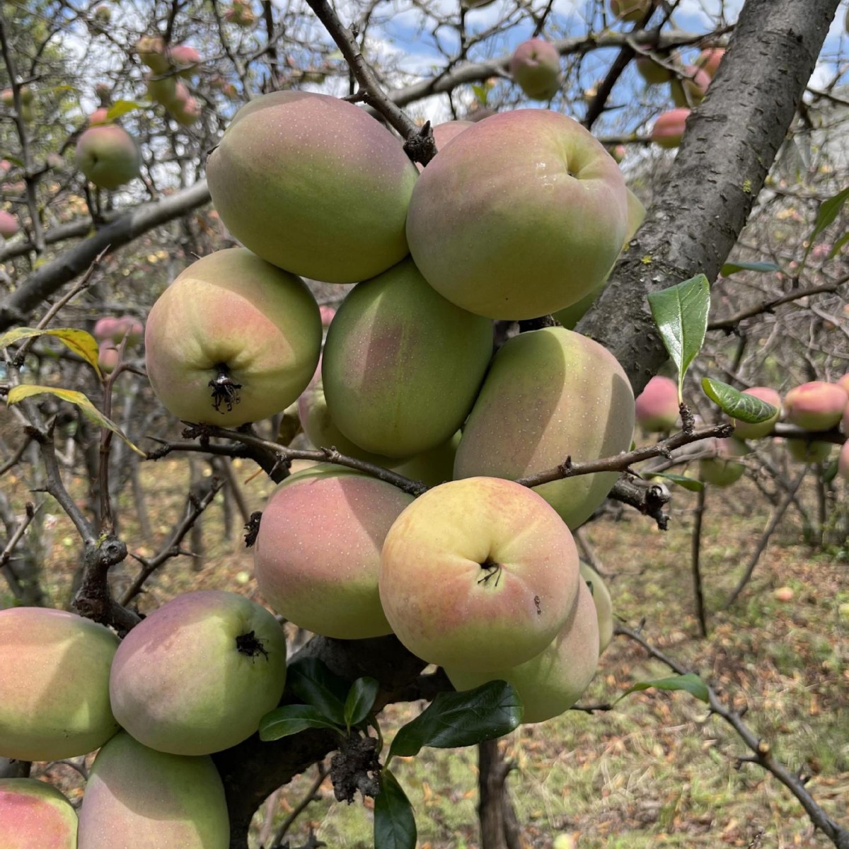 Fresh Sour Papaya from Dali, Yunnan, Free Shipping, Fresh Sour Fruit from Lincang, Wild Green Papaya Soaked in Wine for Pregnant Women, Sour and Crispy