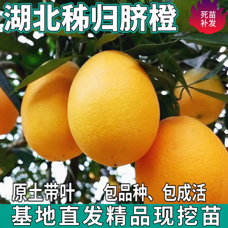 Аутентичные саженцы сладкого апельсина из Хубэя Zigui для южных и северных садов, привитые саженцы сладкого апельсина