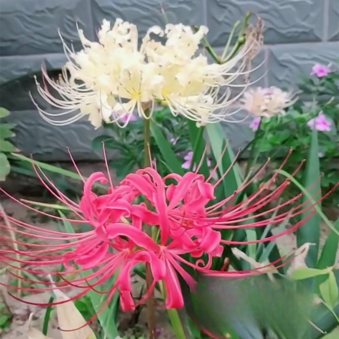 Lycoris Bulbs, Bulbs, Florals, Courtyard Balcony Planting Lycoris Bulbs, Potted Plants, Red Bianhua Florals