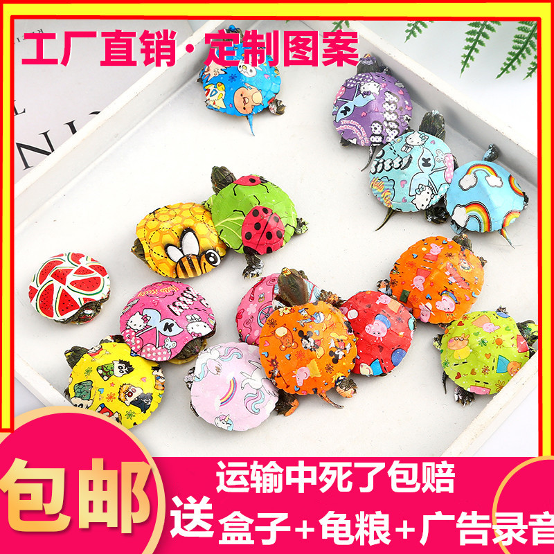 Фабрика-источник, цветная маленькая черепаха, бразильская черепаха, цветная маленькая черепаха, живая, популярная, декоративная цветная черепаха