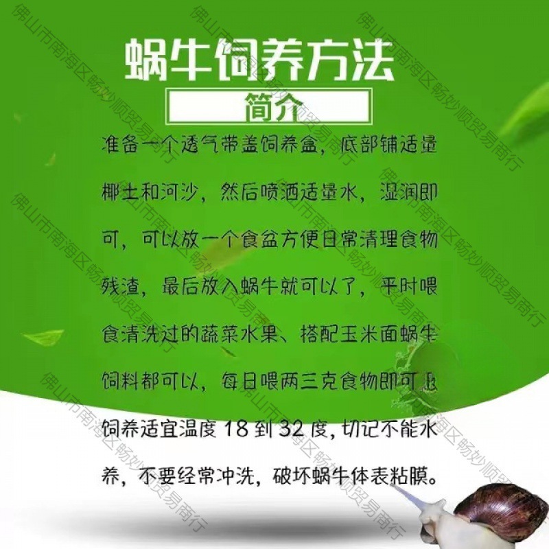 Snail Wholesale Student Ornamental Experiment Big Stall White Jade Breeding Pet Live