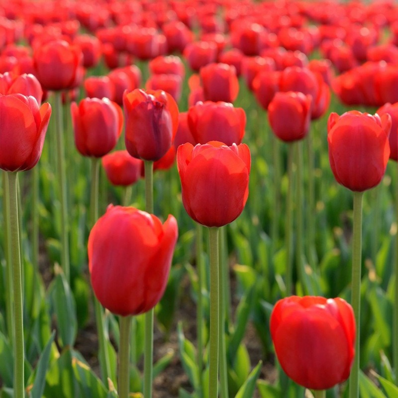 Hydroponic Tulip Bulbs with Buds 5 Degree Bulbs Bloom in All Seasons and Cold-Resistant Florals Balcony Flower Plant Potted Plants