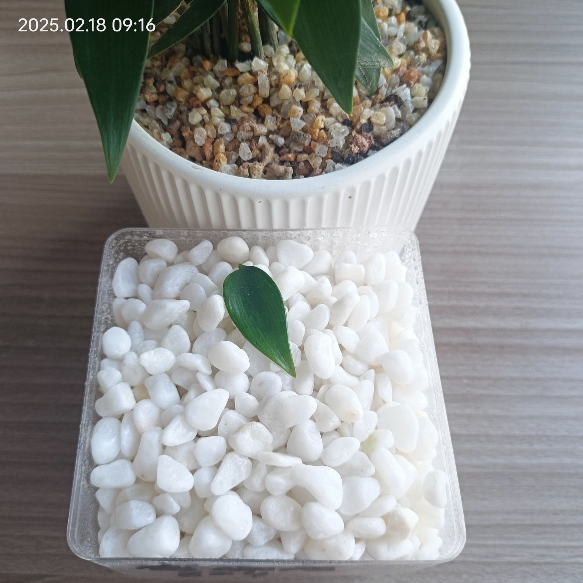 White Stones Pebbles Natural White Marble White Gravel Washed Stone Floor Special Paving Garden Landscaping
