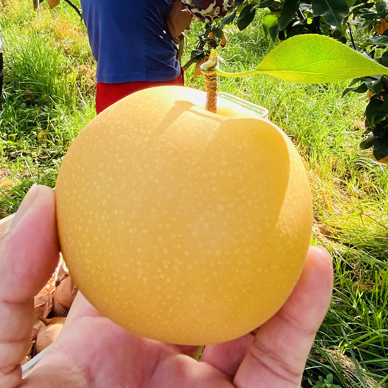 Shandong Qiuyue Pear Gift Box 2.5kg Seasonal Fresh Fruit Crisp Sweet Pears Rock Sugar Pears Wholesale and Delivery